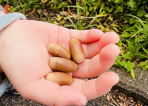 どんぐりを持つ手